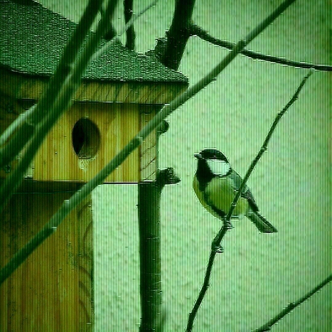 Mesange charbonnière perchée sur une branche regardant l'entrée d'un nichoir balcon