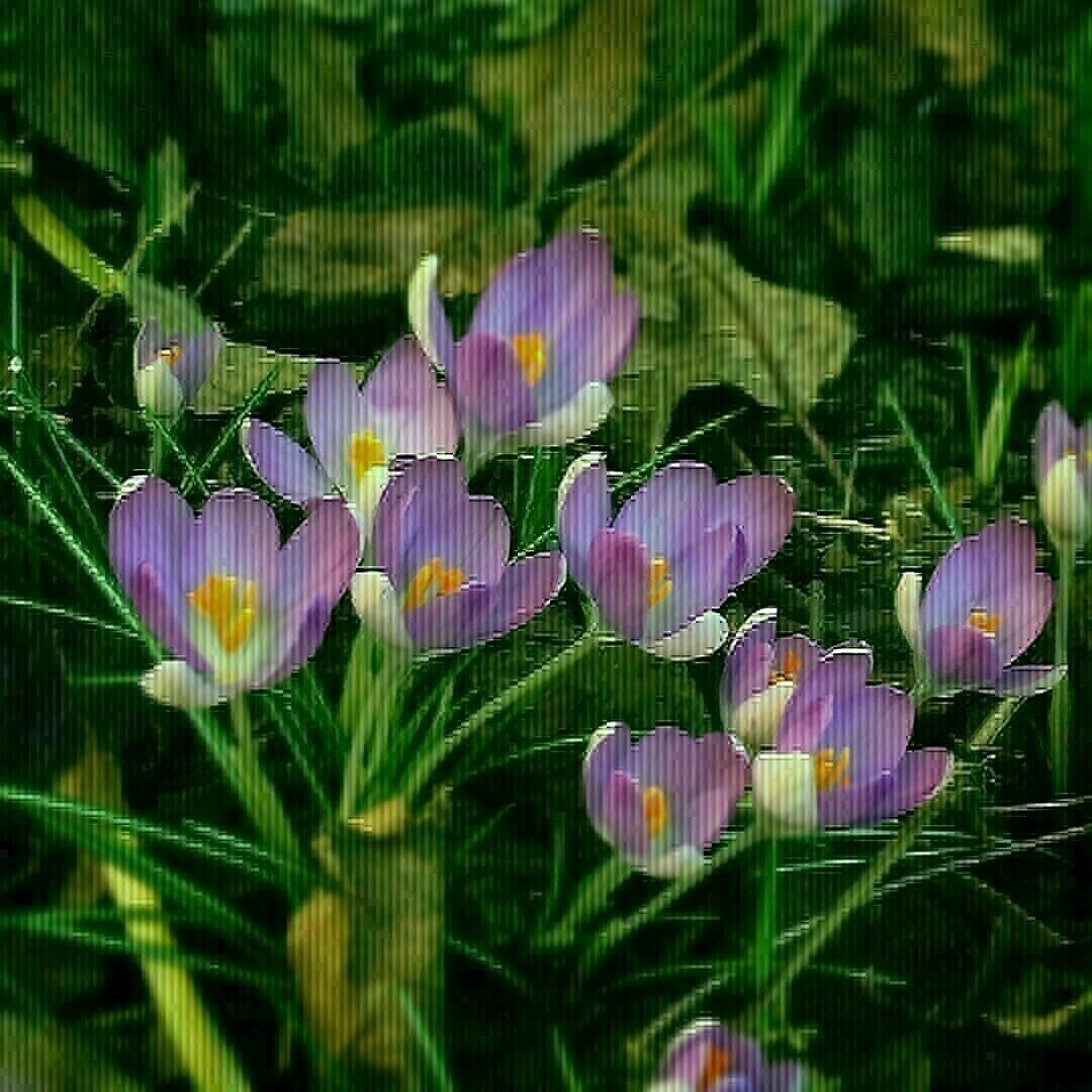 crocus ouverts