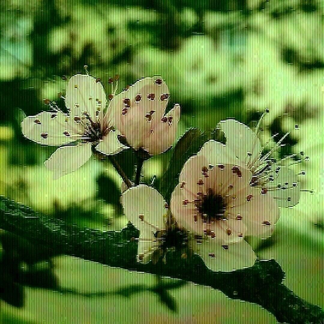 fleurs de prunus sur une branche
