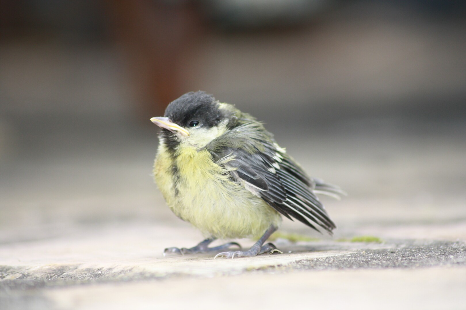 Oisillon en attente sur terrasse