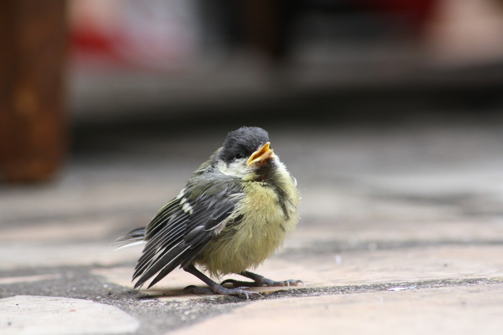 Jeune oiseau sur terrasse appelant ses parents (bec ouvert)