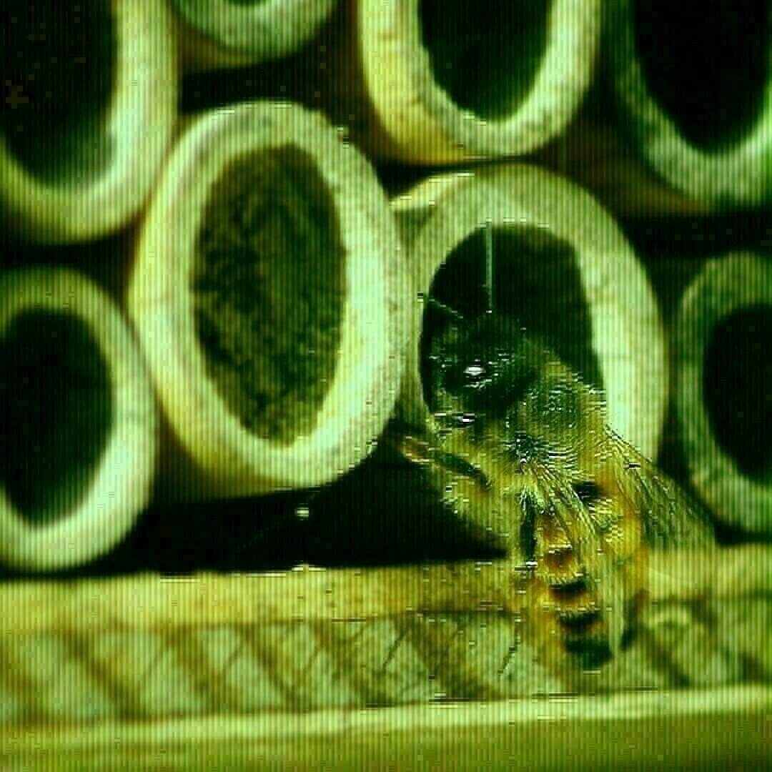 Abeille solitaire à l'entrée d'un nichoir à abeilles (tube de nidification)