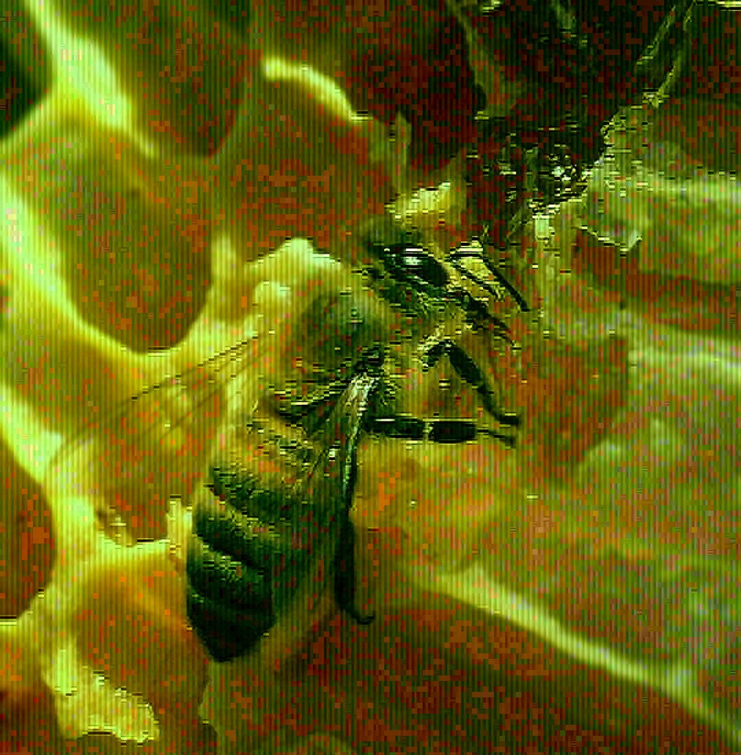 Abeille déposant du nectar dans une alvéole
