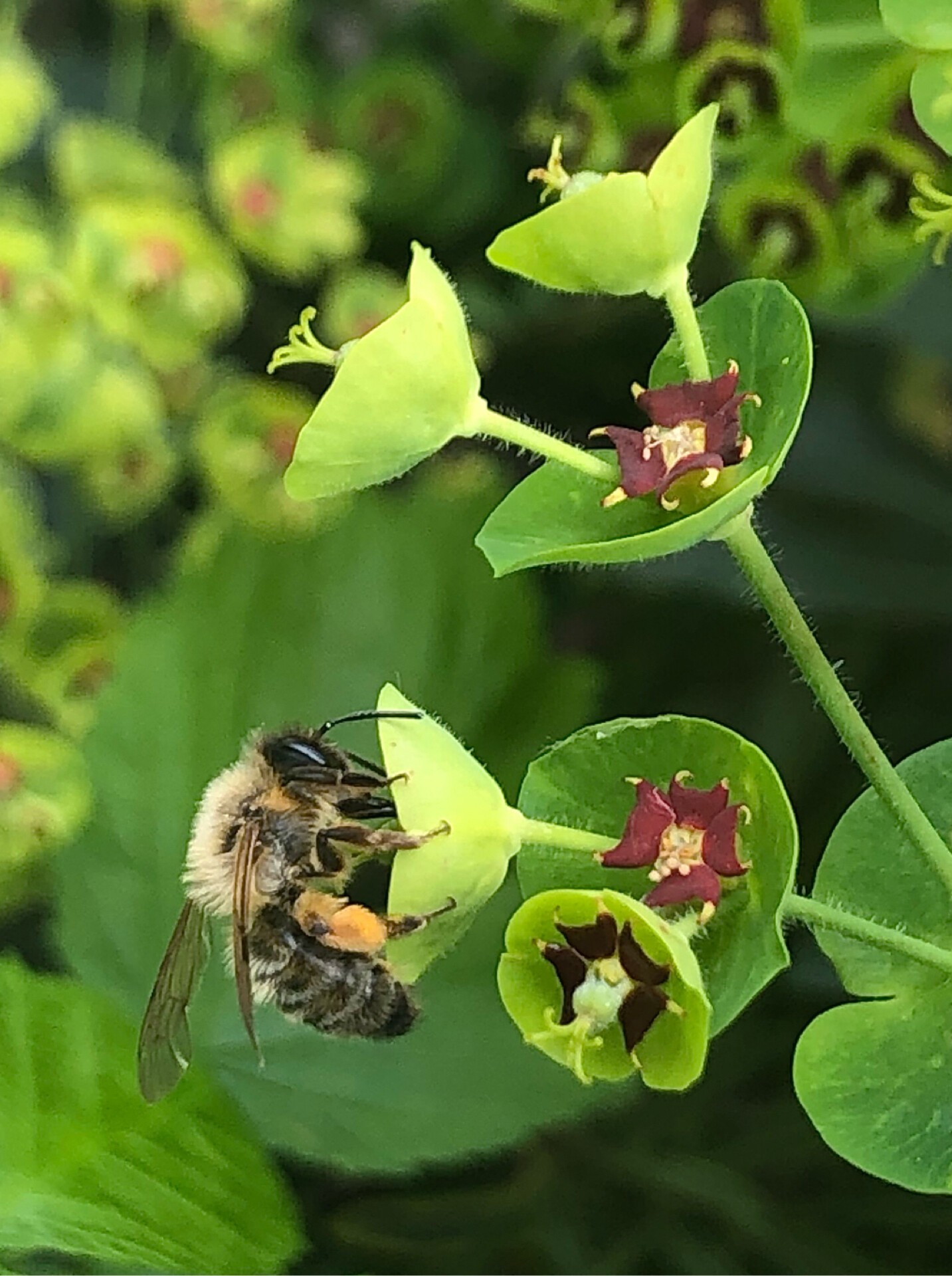 Abeille sauvage chargée de pollen dans ses corbeilles à pollen, butinant une fleur d’euphorbe des garrigues