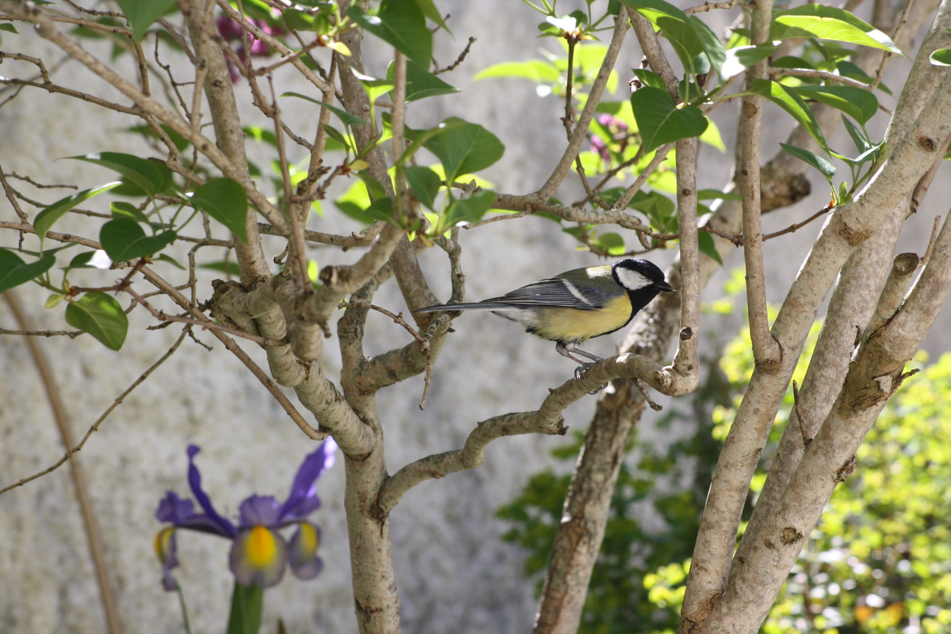Mésange charbonnière perchée sur une branche de lilas