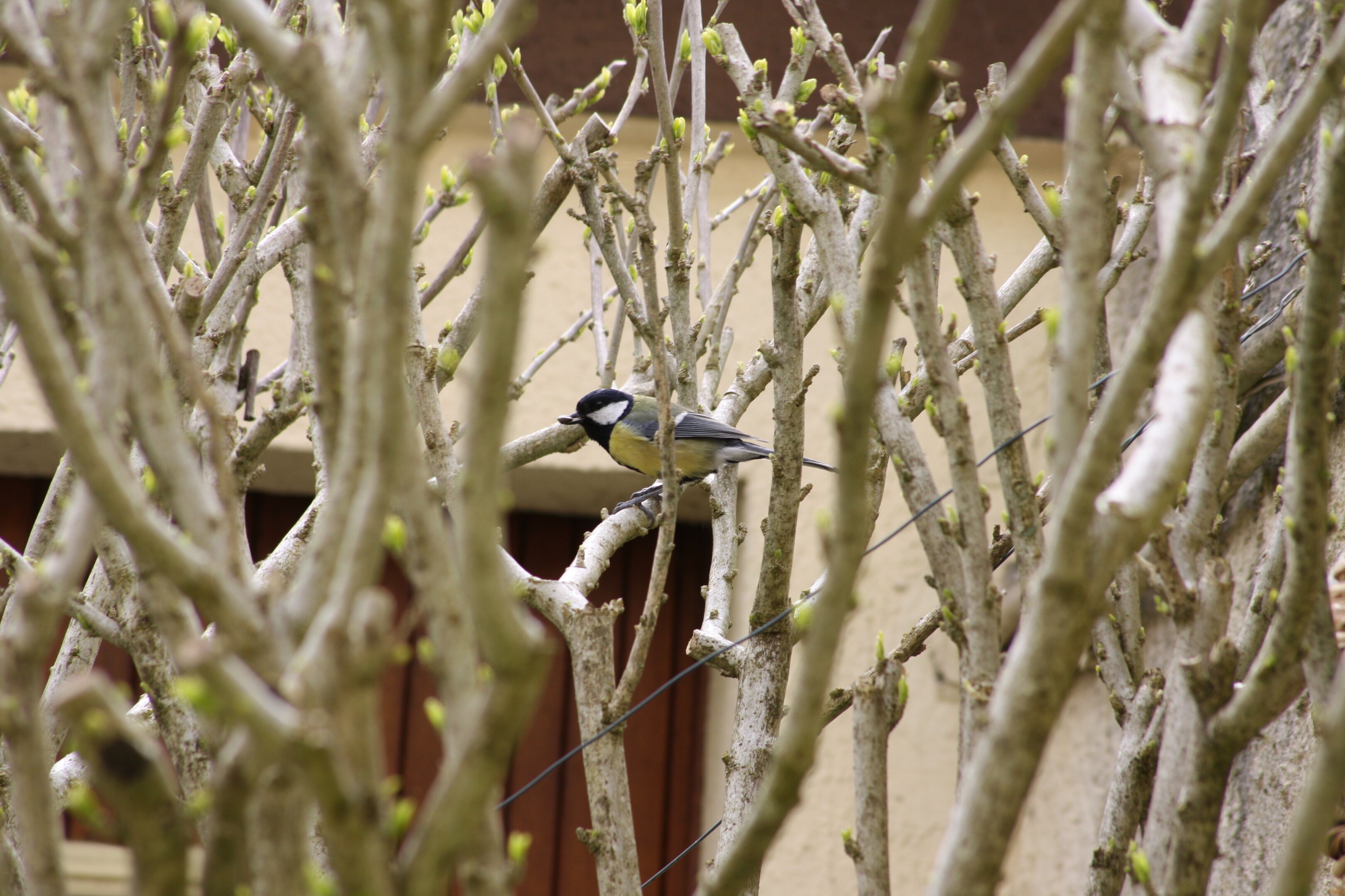 Mésange charbonnière à travers des branches bourgeonnantes tenant dans son bec une graine de tournesol