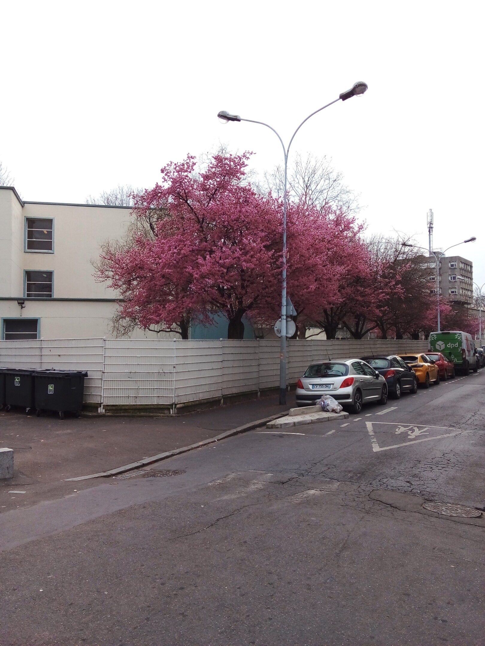 les cerisiers en fleurs de l'école Victor Hugo au mois de février