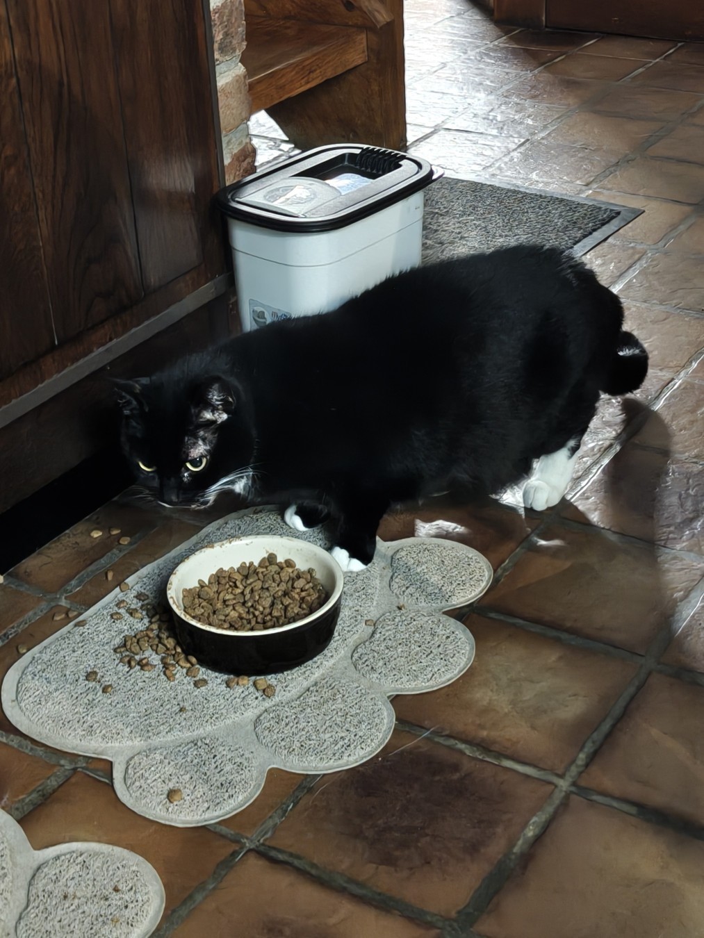 un chat noir qui regarde vers la caméra. Elle est derrière un bol de croquette.