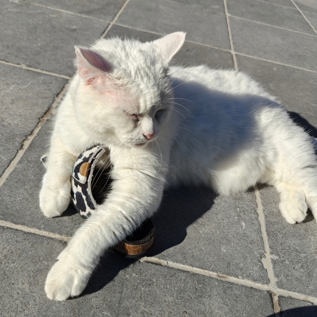 Maurice, un chat blanc, de prélasse sur une terrasse. Il regarde sur le côté, une pantoufle entre ses pattes.