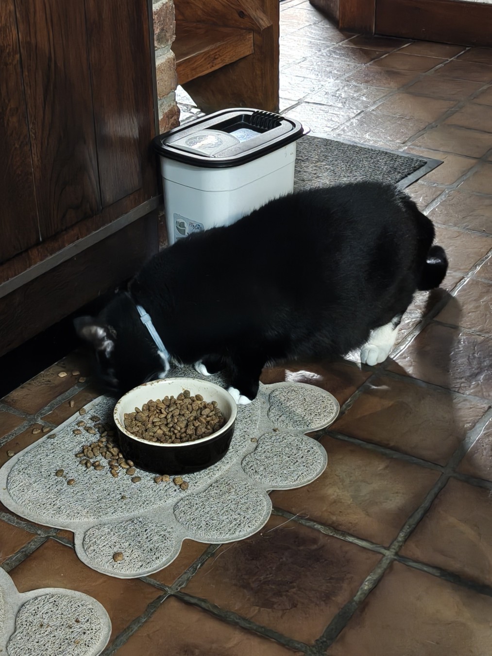 Le même chat noir, qui mange des croquettes se trouvant par terre, derrière un bol de croquette.