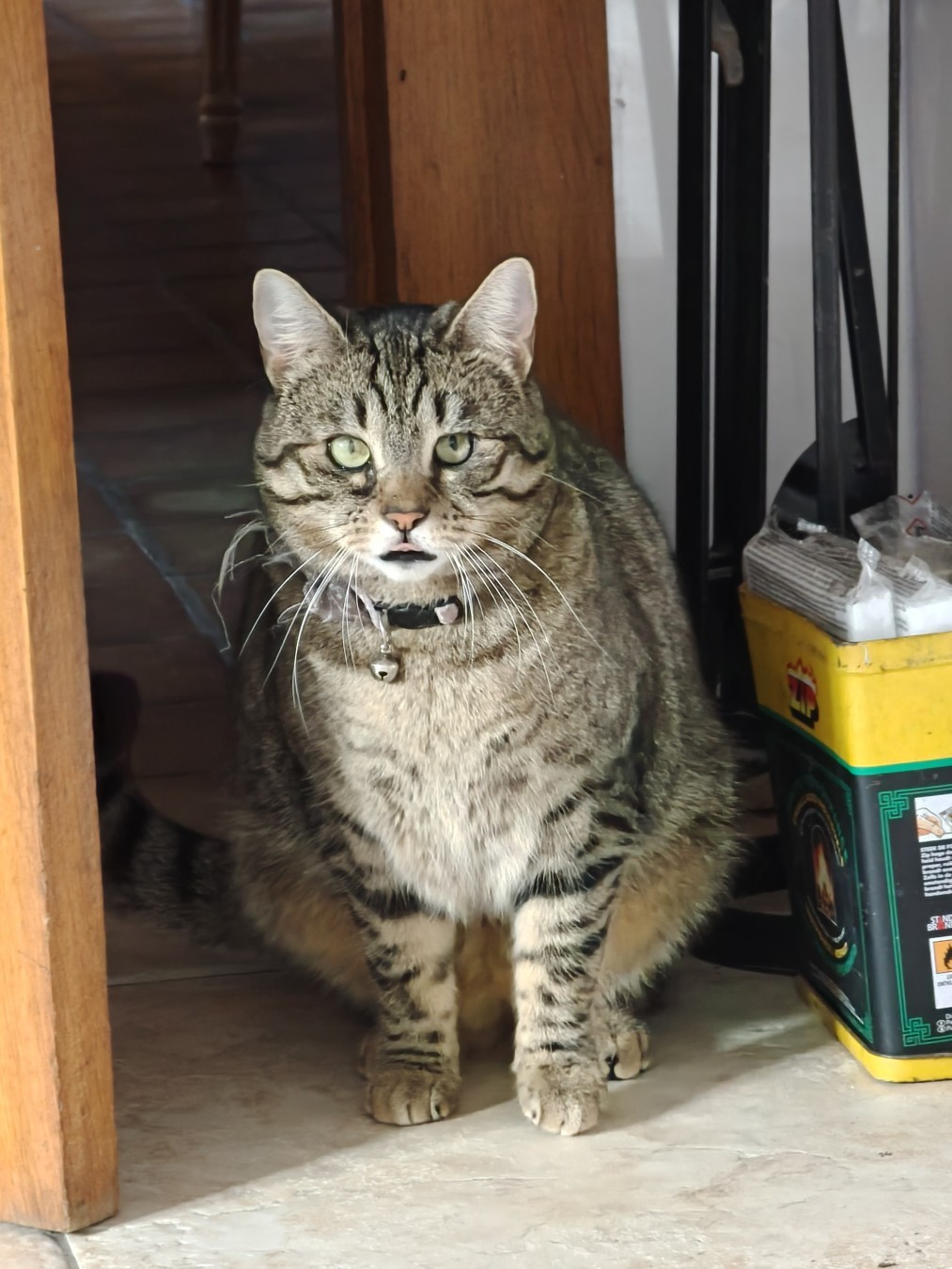 Chipie, une petite chatte brune, qui regarde la caméra d'un air ahuri. C'est elle qui a déterrer la plante.
