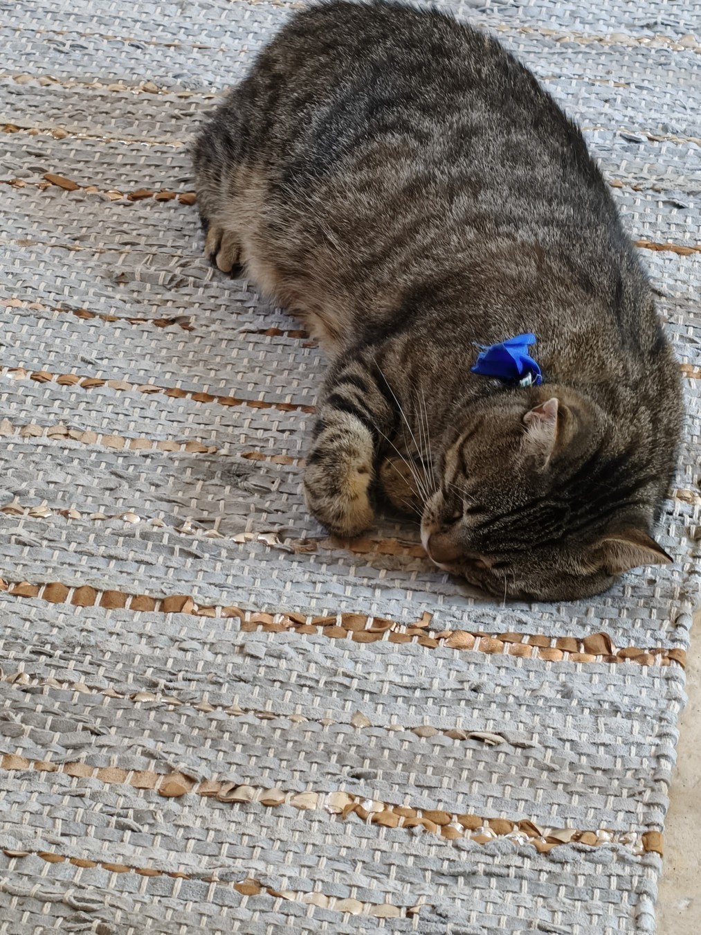 Chipie, une chatte brune et crème, dort sur le côté sur un tapis.
