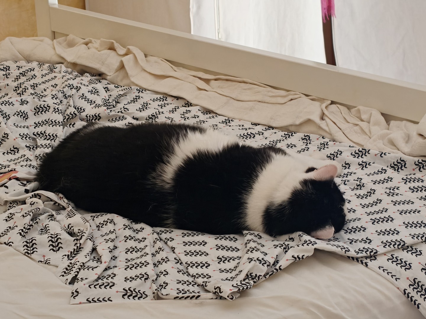 Numéro 4, un chat blanc et noir dort sur un lit, il est dos a la caméra.