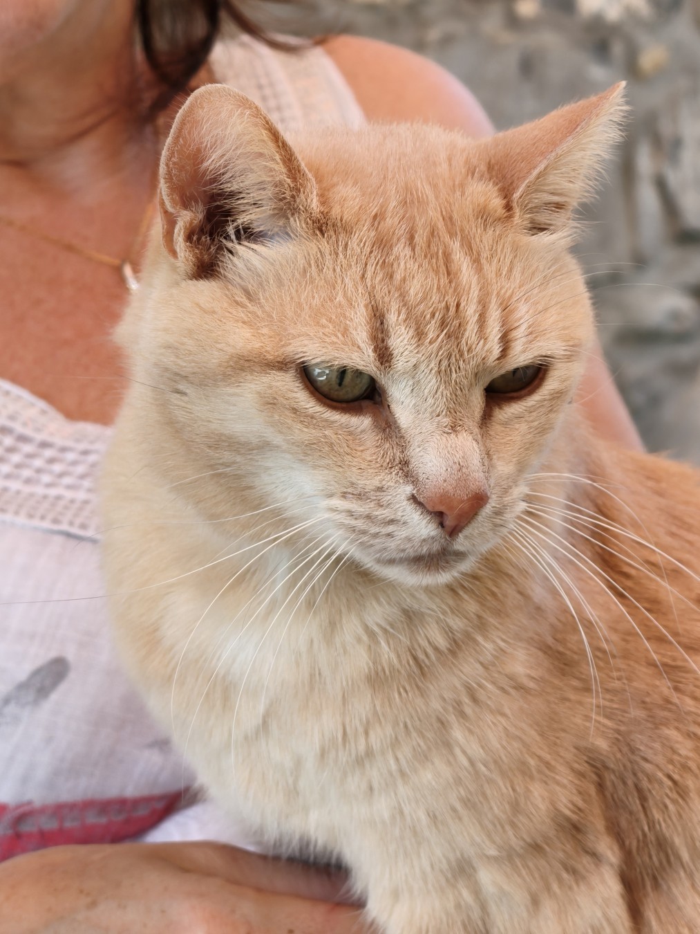 Nelu, un vieux chat rouge, regarde sur la droite de la caméra. Il s'agit d'un plan rapproché de son visage. Il était sur les genoux de sa maîtresse.