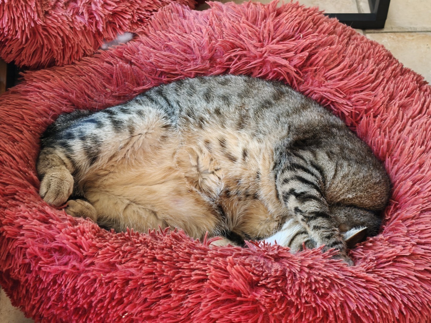 Chipie, une chatte brune et crème, fait dodo dans un panier rouge vif. Elle est sur le dos, le ventre crème apparant. Elle a sa patte sur le visage.