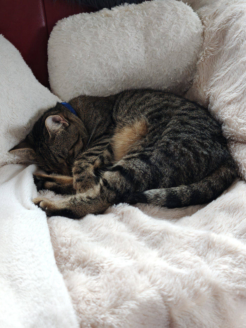 Chipie, a female cat, is sleeping on the couch.