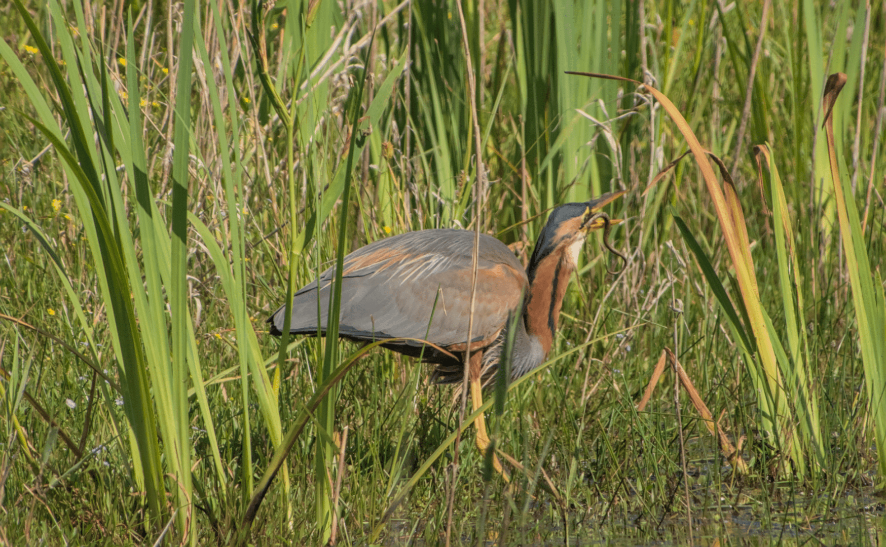 Le héron pourpré qui avale une couleuvre à collier, seule la queue du serpent dépasse du bec ouvert de l'oiseau.