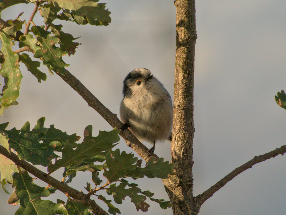 Une orite à longue-queue sur une branche de chêne.
-
A long-tailed tit on an oak branch.
