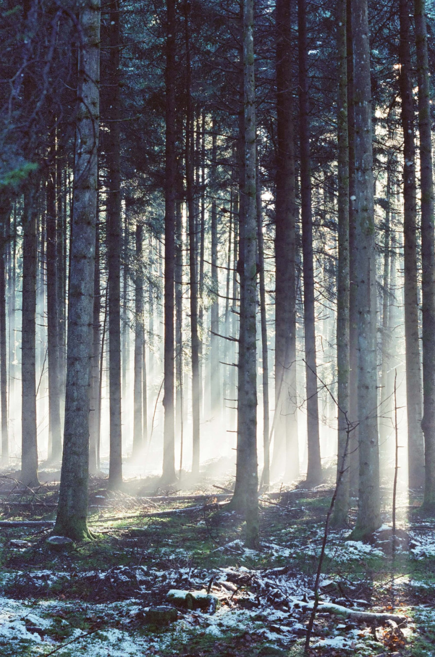 une forêt sous la neige. Les rayons du soleil passent au travers.