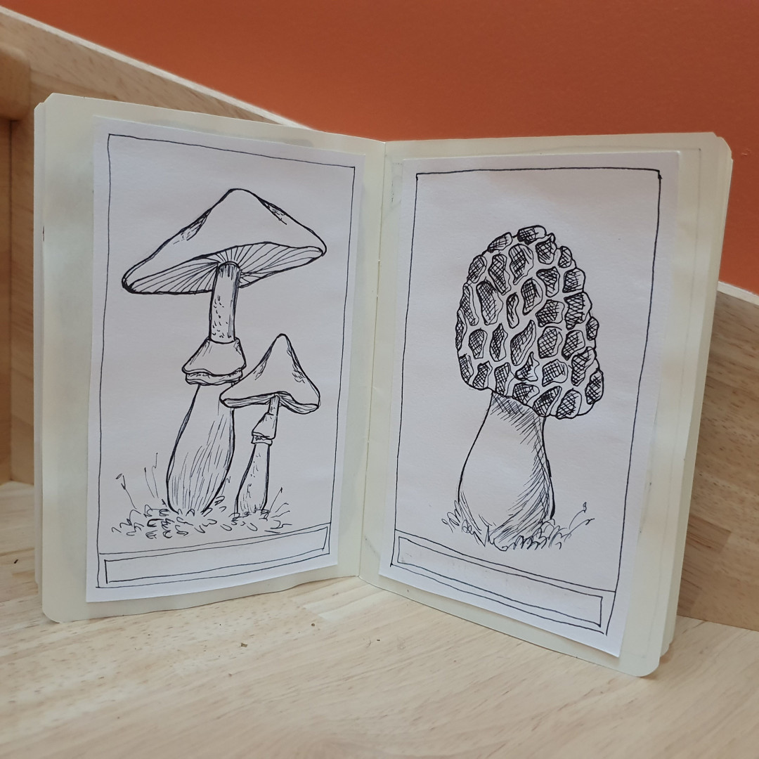 Dessins au stylo plume de 2 champignons, style planche botanique.