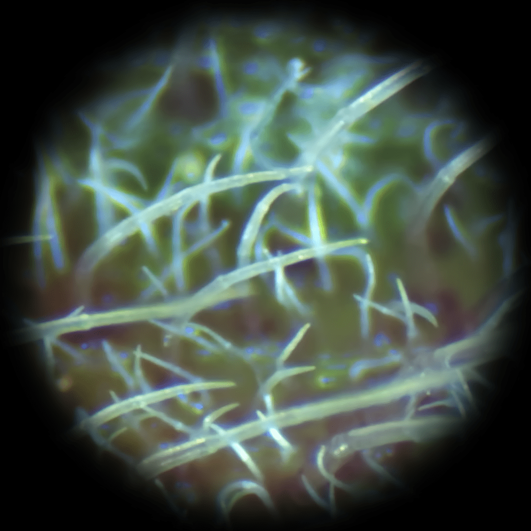 A forest of pale green spikes, thin and curved like claws, emerge from a hazy brownish background. They are less than one millimeter long, and about one-twentieth of a millimeter wide.