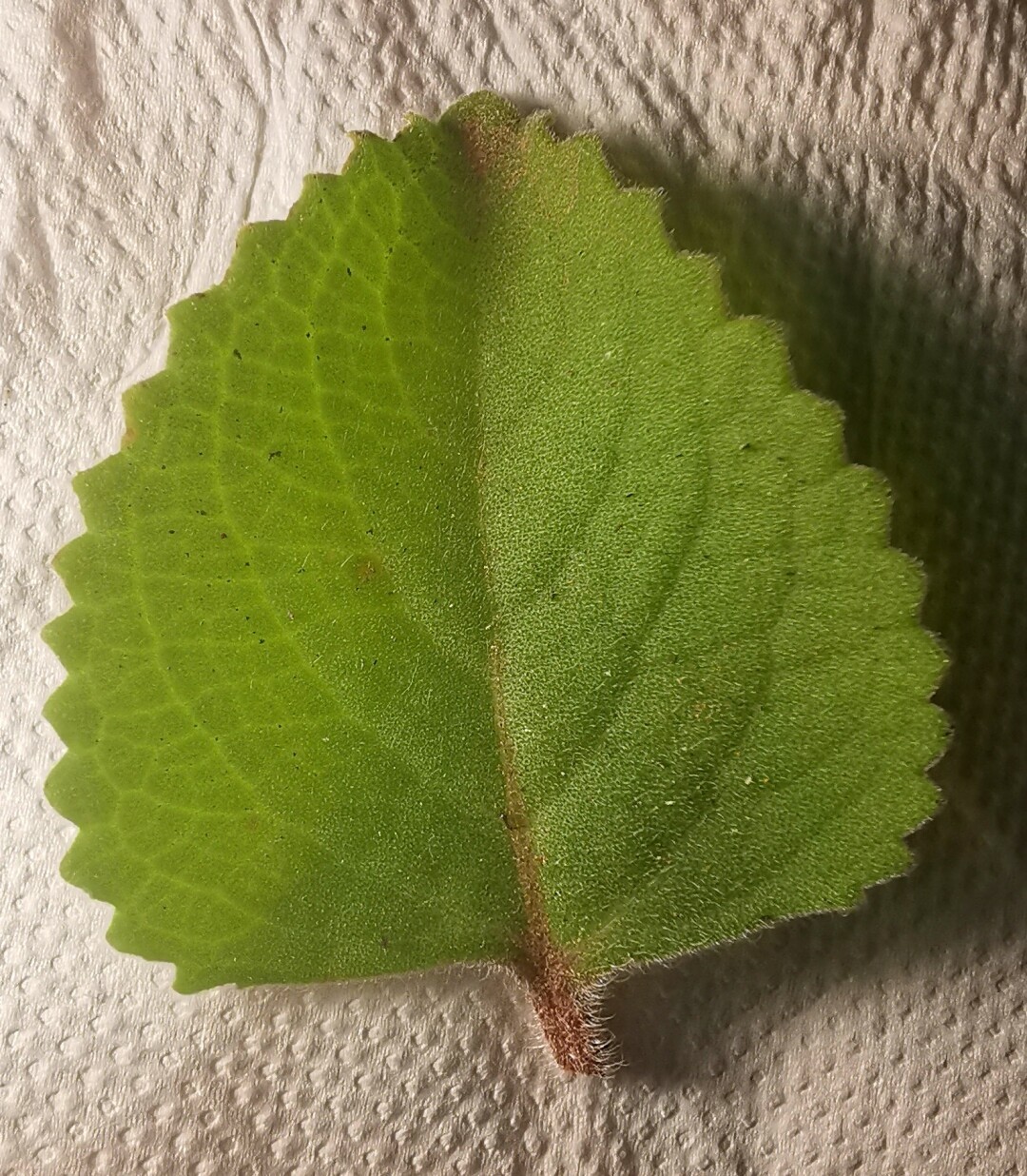 A leaf of Plectranthus Amboinicus seen from the top.