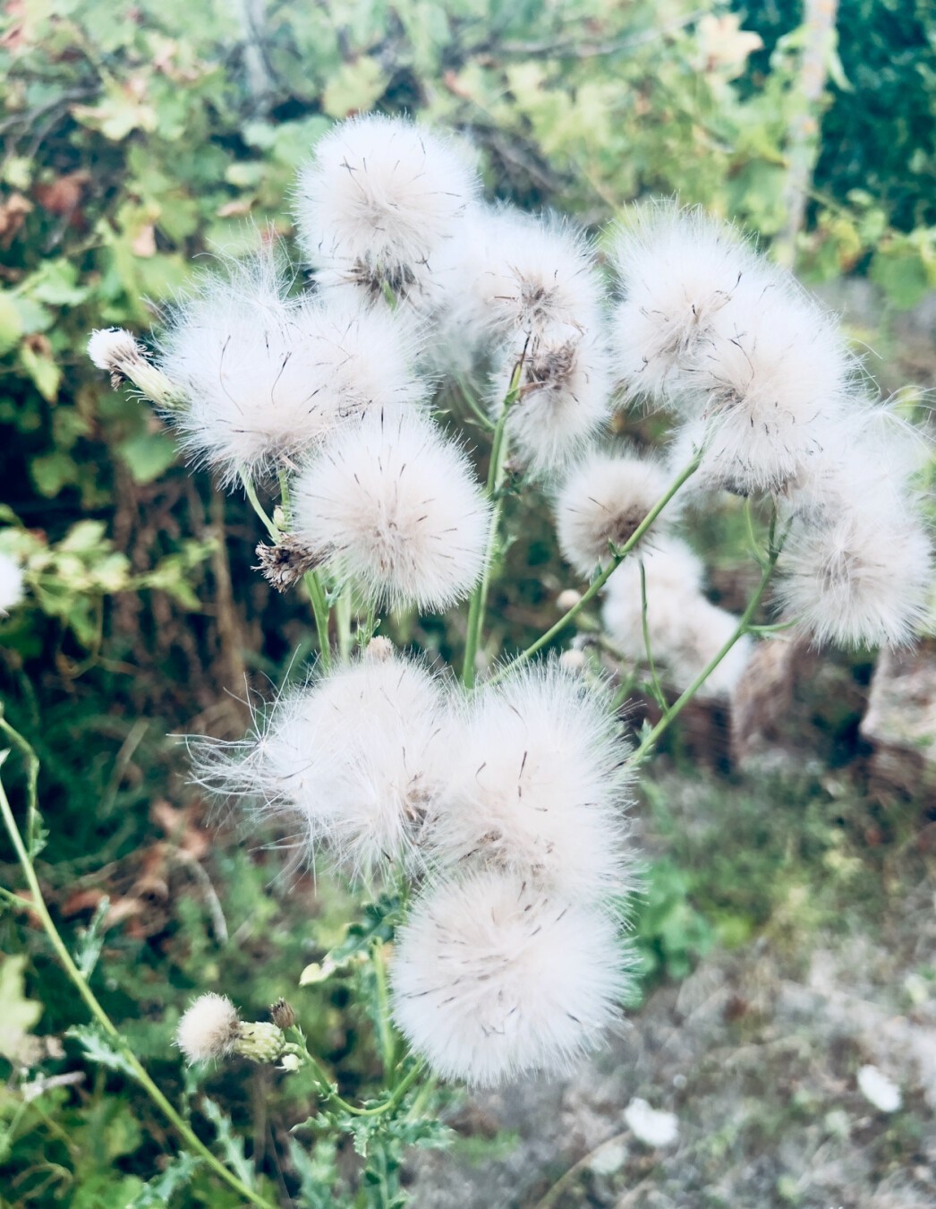 Laiteron (fleur)