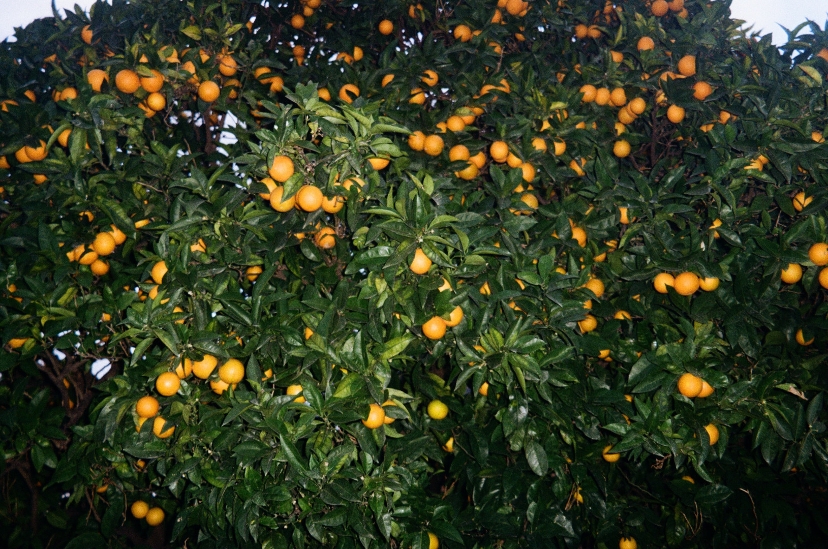 Photo d'un oranger vu du dessous. Pleins de point orange contrasté avec le vert des feuilles.