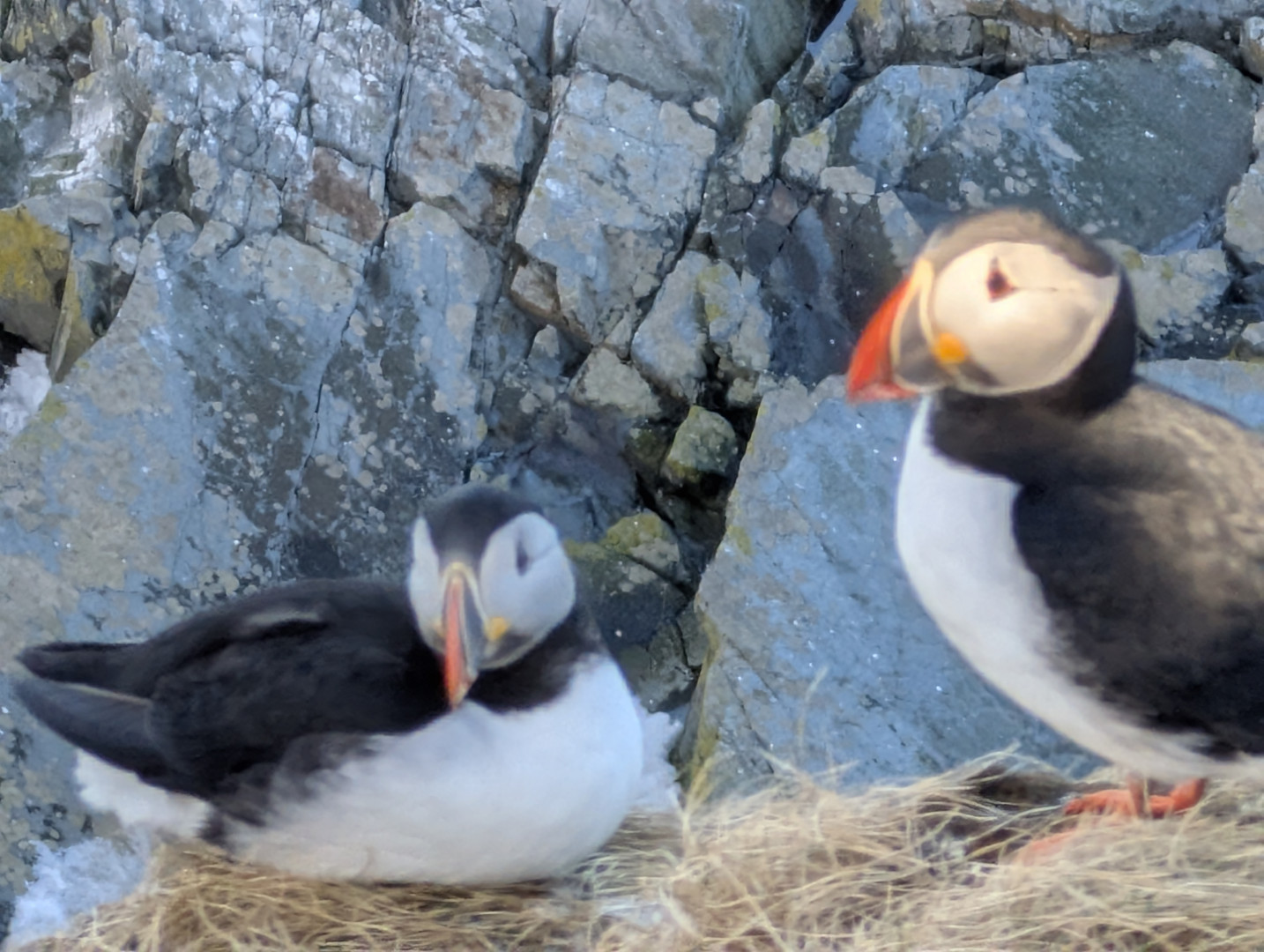 Two puffins, one standing up one sit down.