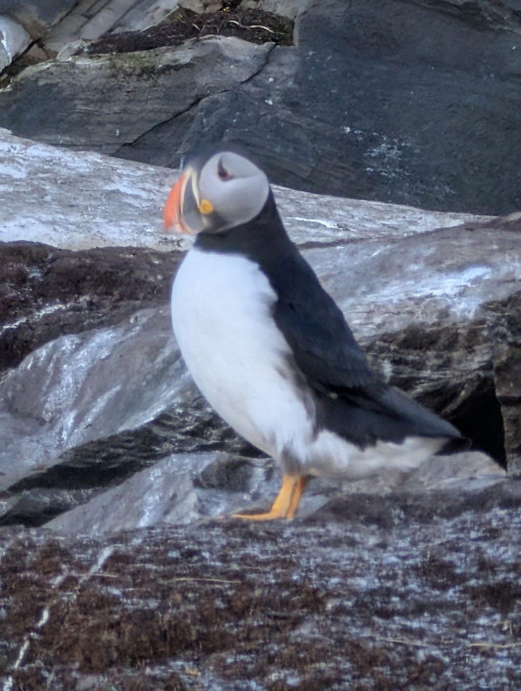 A puffin standing up.