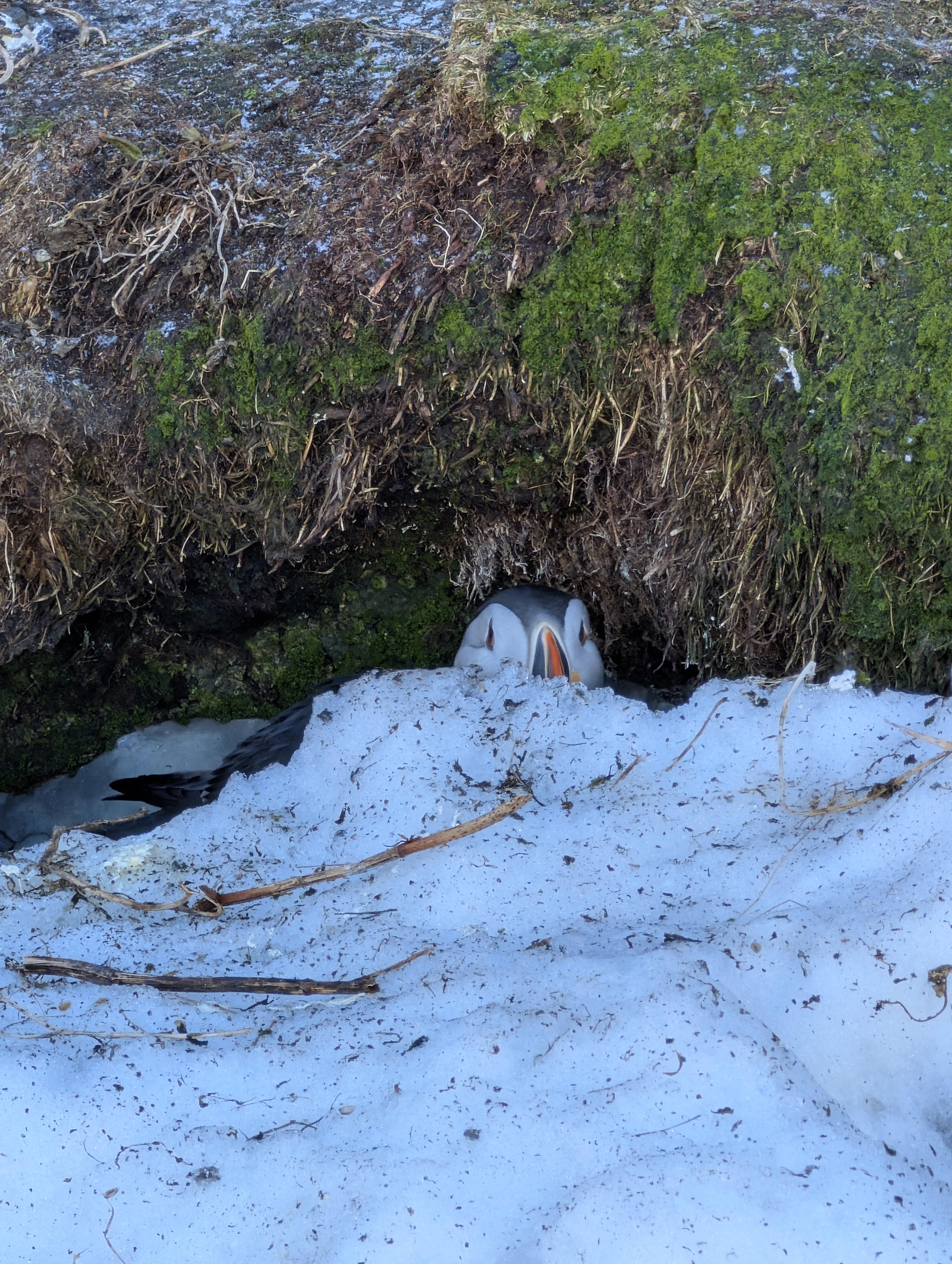 A puffin hiding behind a snow block