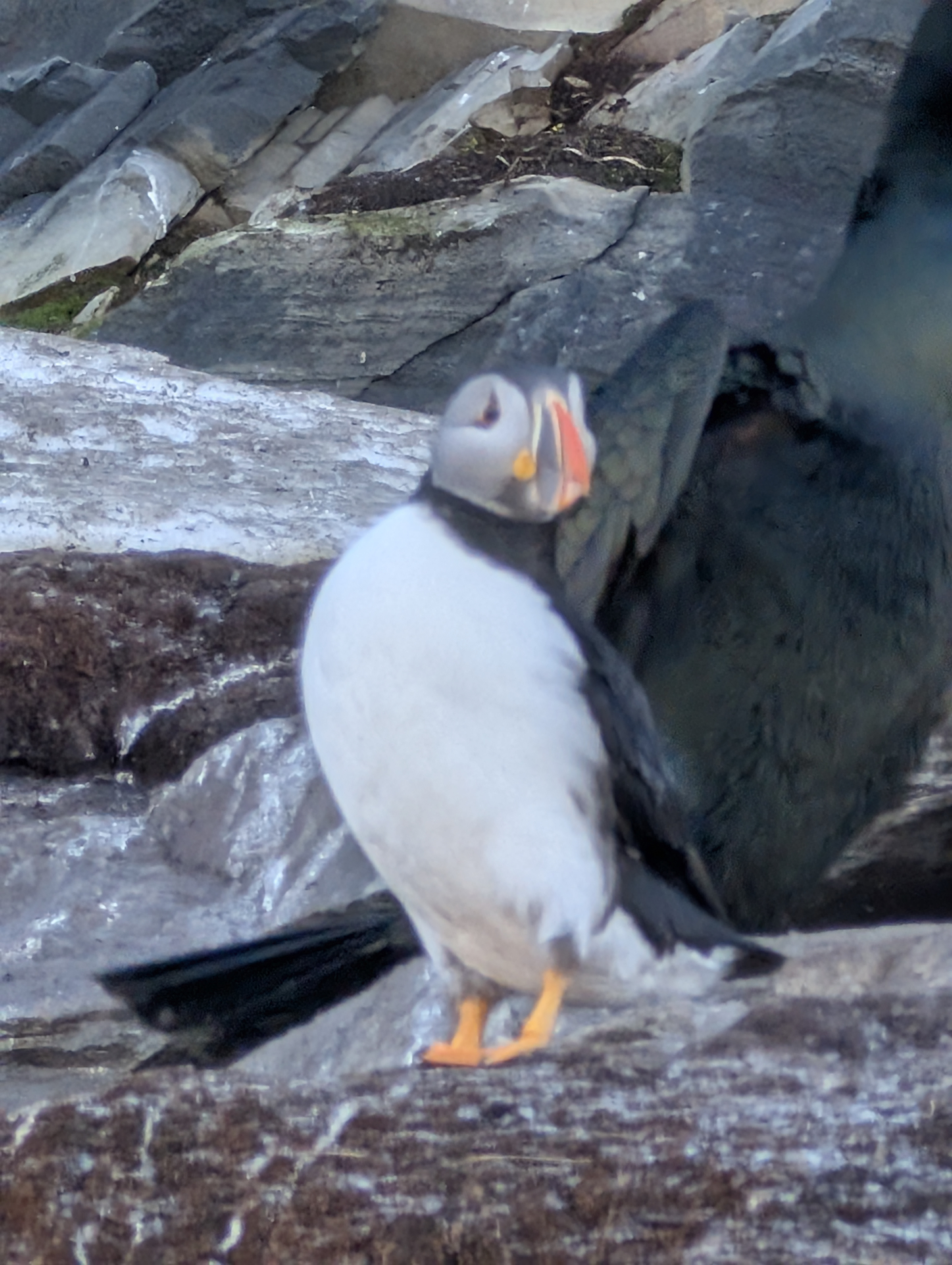 A puffin standing up.