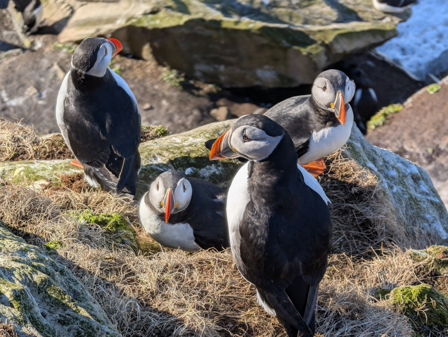 A group of puffins on a green rock