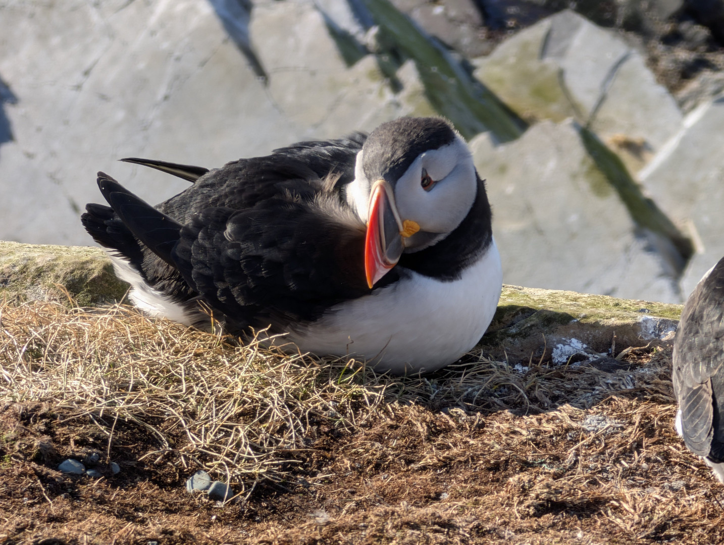 Puffin sleeping