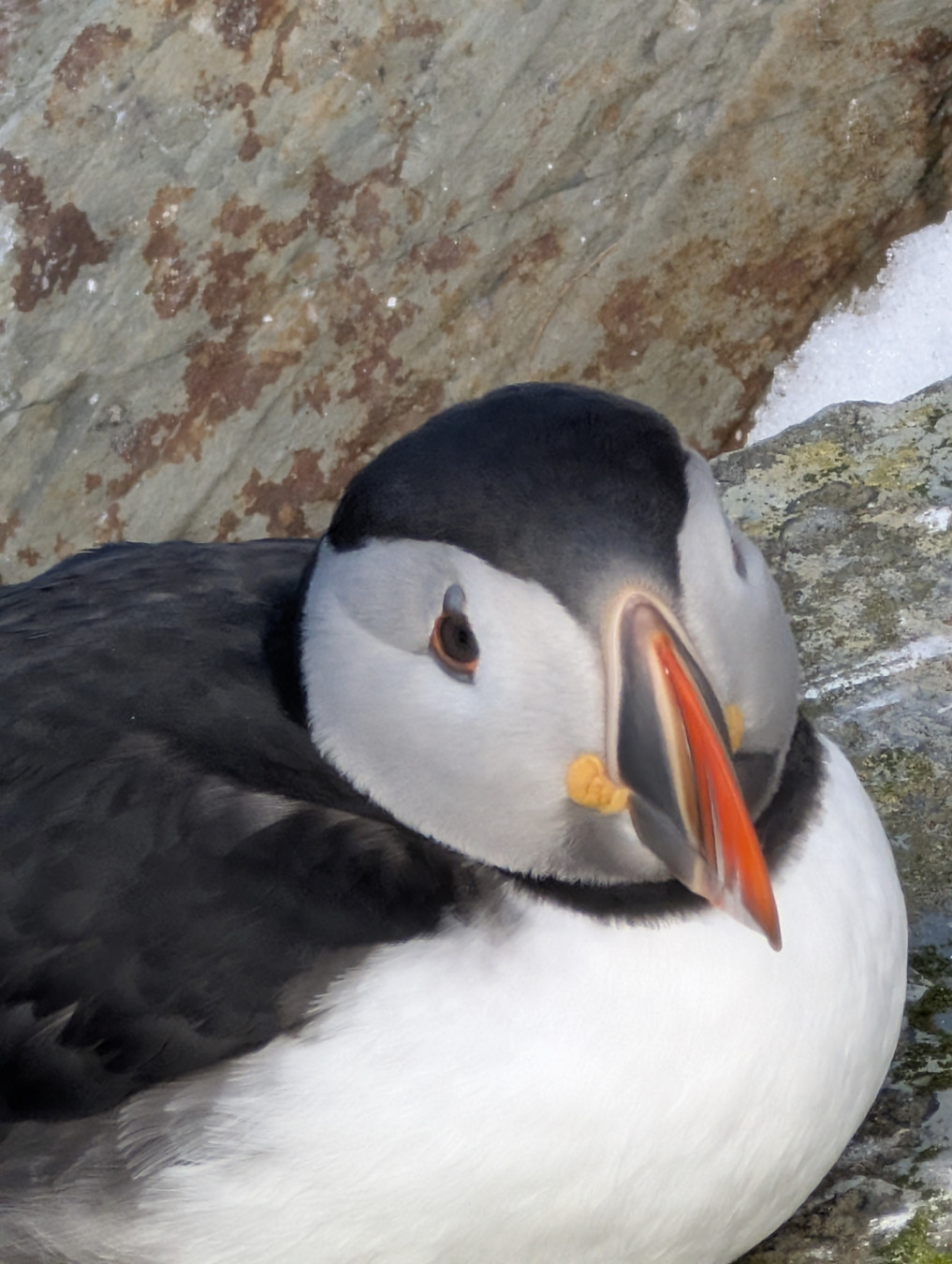 A puffin head