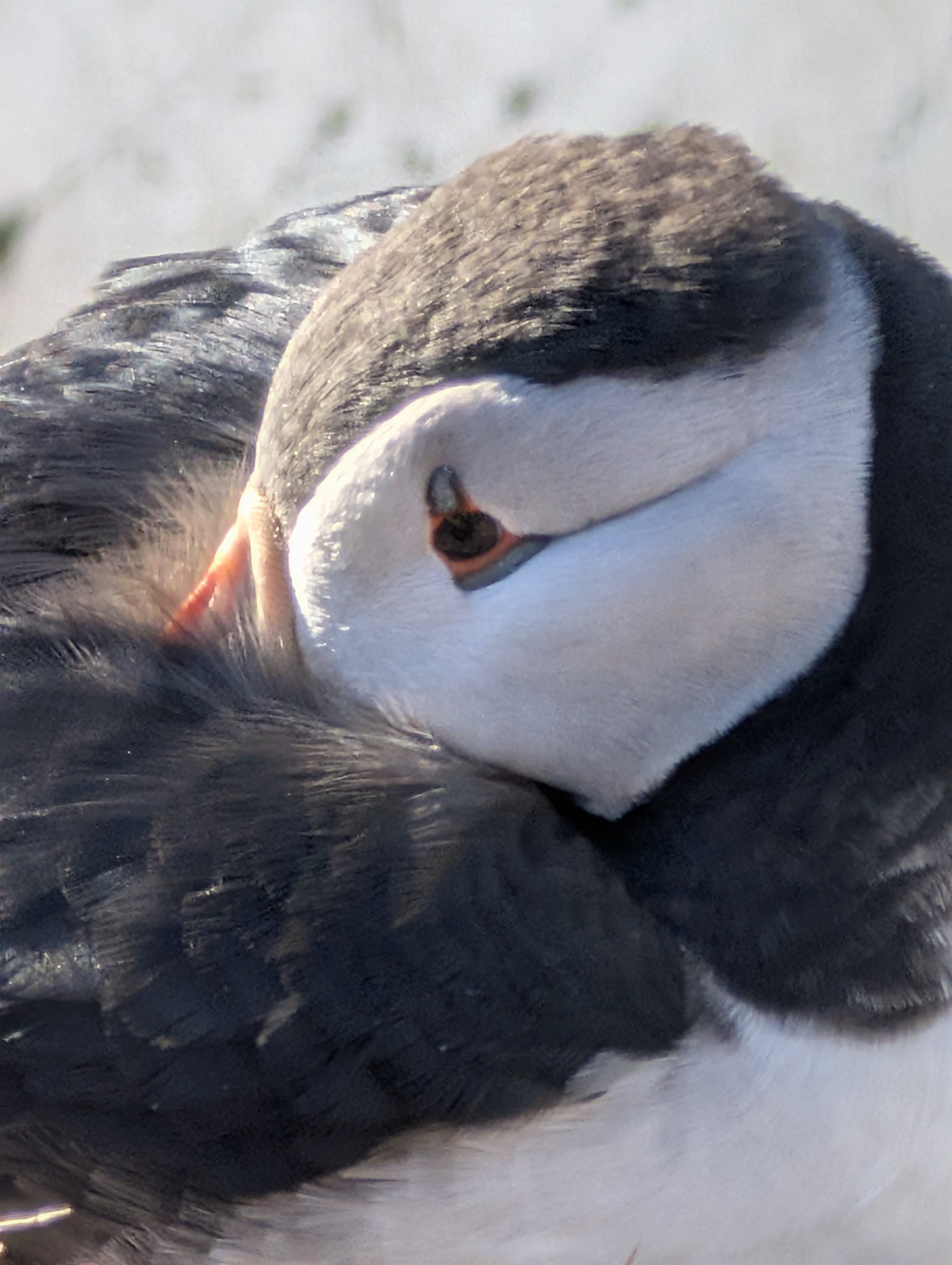 A puffin sleeping