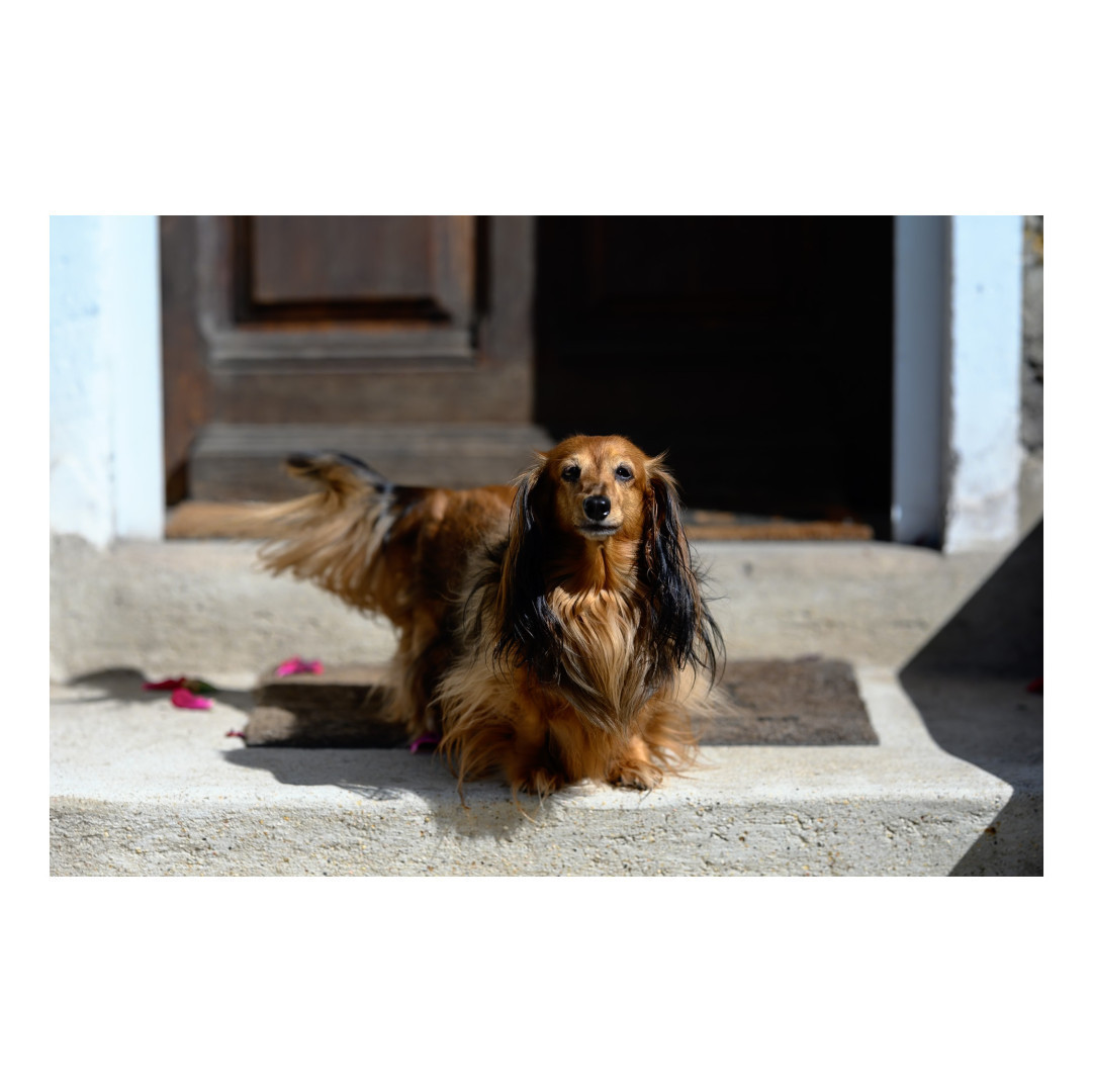 Un petit chien marron devant la porte d’entrée de la maison et qui me regarde