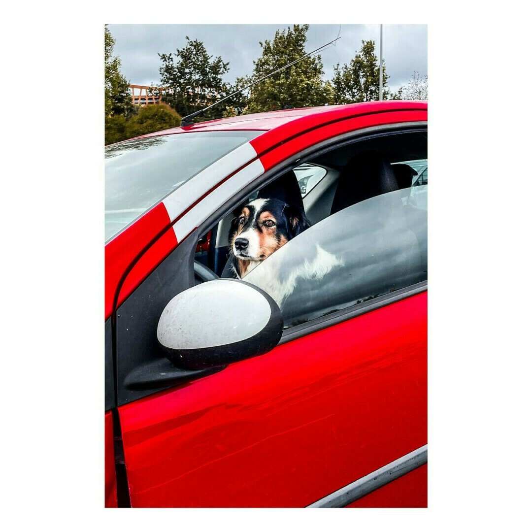 Un chien installé au volant d'une voiture rouge sur un parking de supermarché dans le Lot, avec les pattes sur le volant