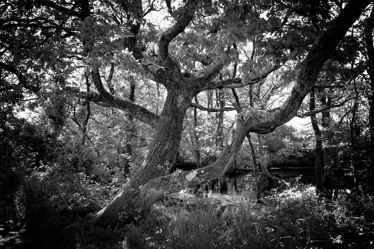 Arbre à Carnac en noir et blanc