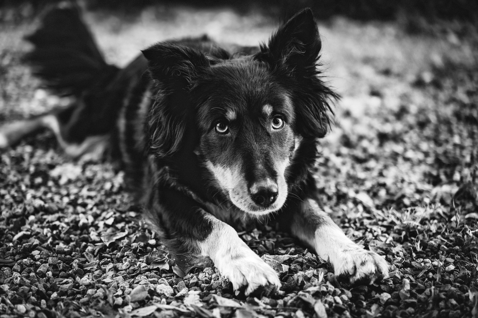 photos en noir et blanc dans border collie avec les pattes en avant et les pattes de derrière en canard, qui semble allongé sur le ventre, et qui me regarde avec un air de vouloir quelque chose. il est noir, et aller boire et le devant de la gueule plus clair. ses yeux sont assez clair. il est allongé contre à terre dans des cailloux d'une cour.