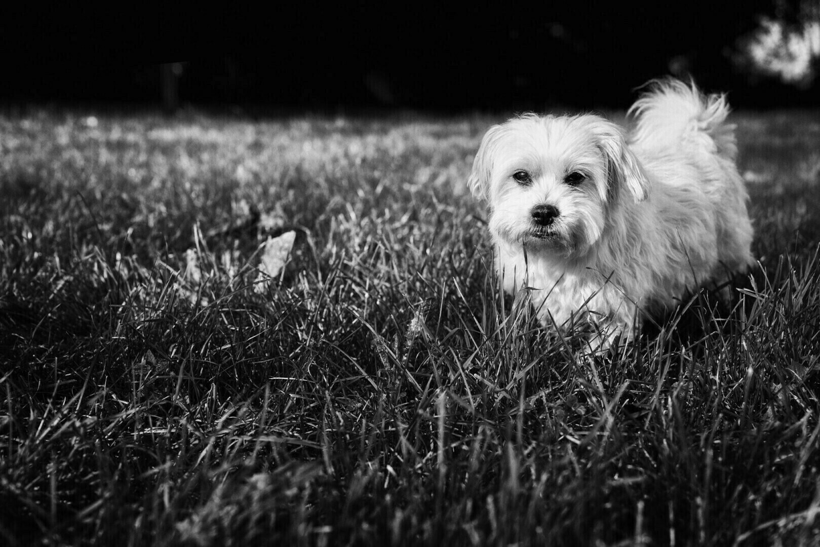 Photo d’un bichon, en noir et blanc, qui se promène dans l’herbe (assez haute pour lui).