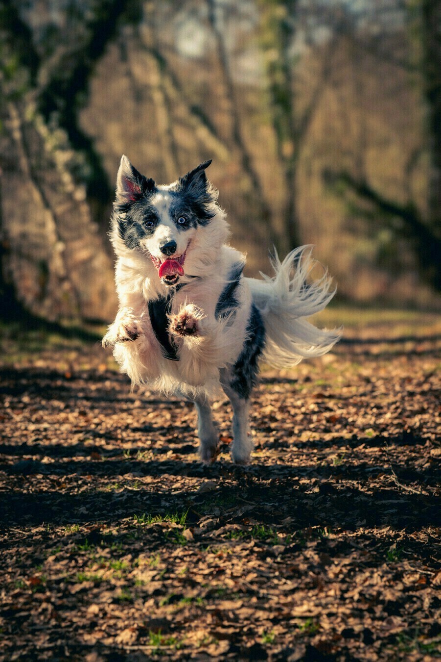 Hestia, en train de sauter dans la foret, elle a les yeux veirons , la langue sortie, et un air un peu stupide et joueur !