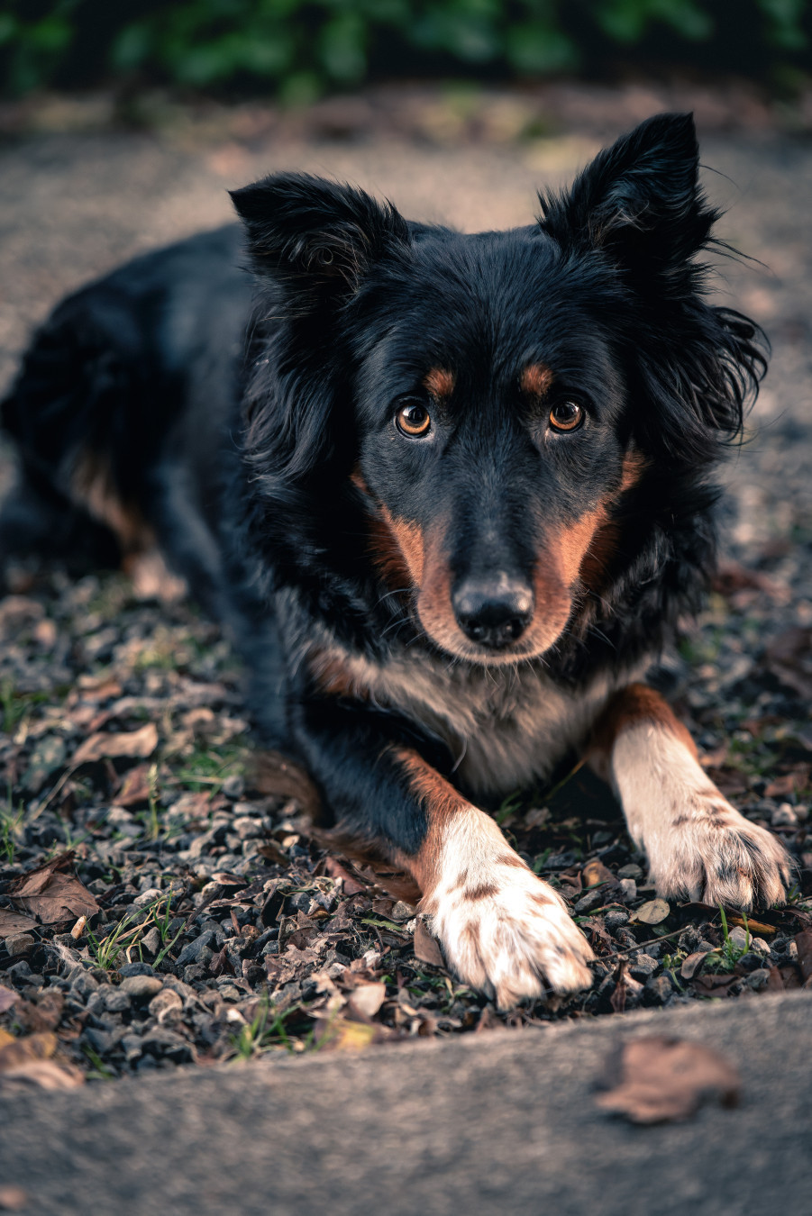 Un chien de berger, un border coli, noir avec le museau marron, allongé sur le ventre, les pattes en avant, dans des cailloux.