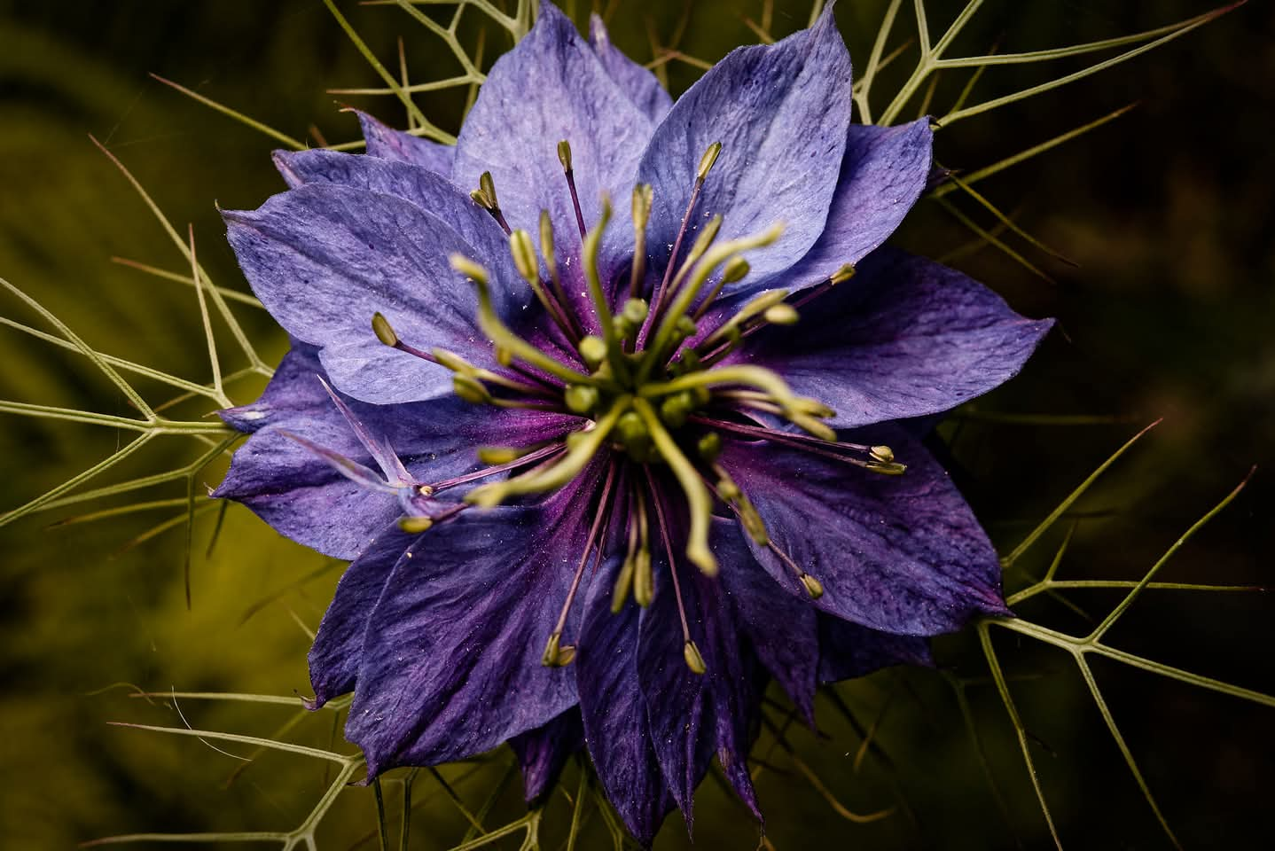 fleur de nigelle, violette, prise par le dessus