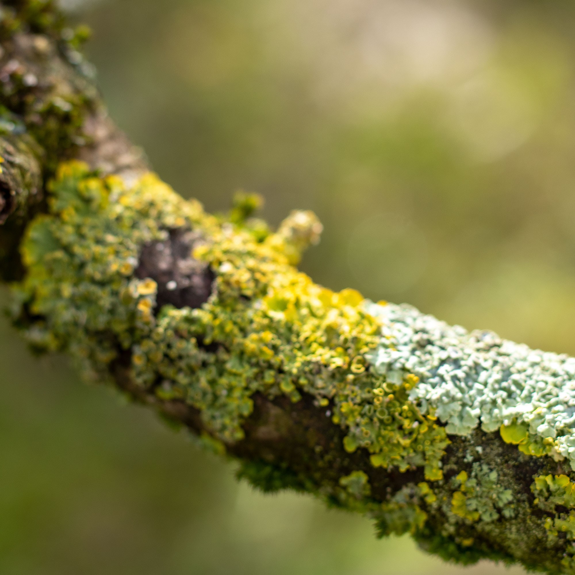 Zoom d'une branche d'un arbre un 