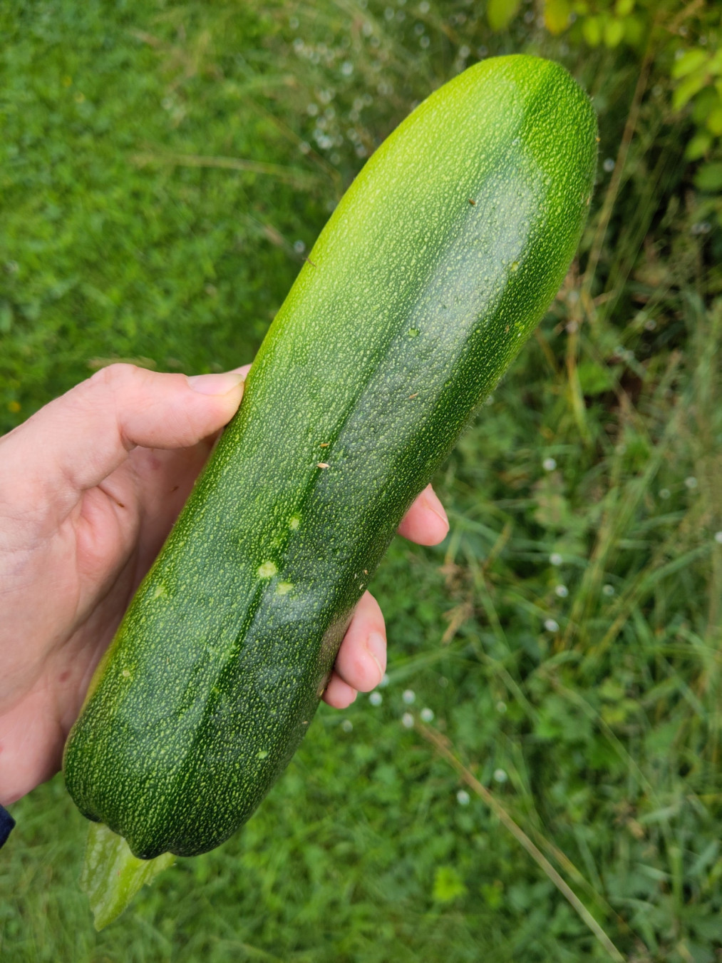 Courgette