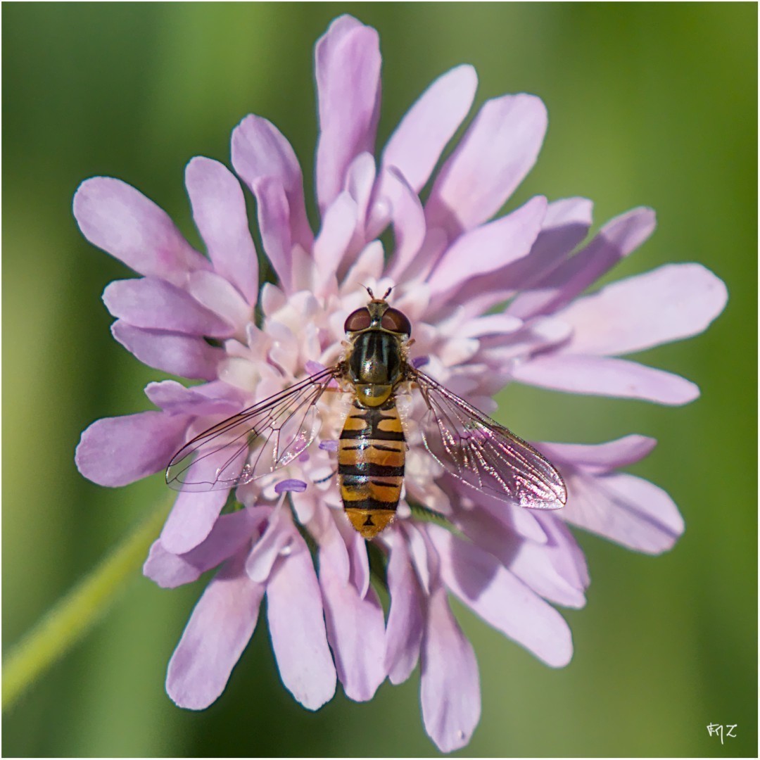 Episyrphus balteatus - Syrphe ceinturé