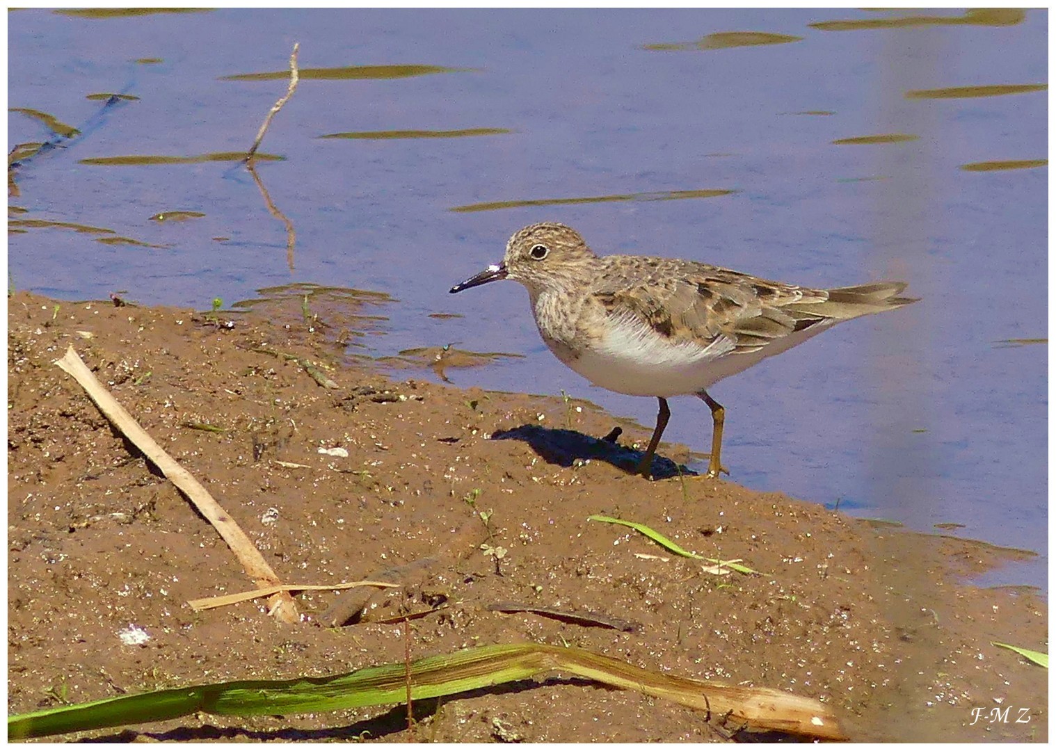 Bécasseau de Temminck (Calidris temminckii) - Temminck's Stint