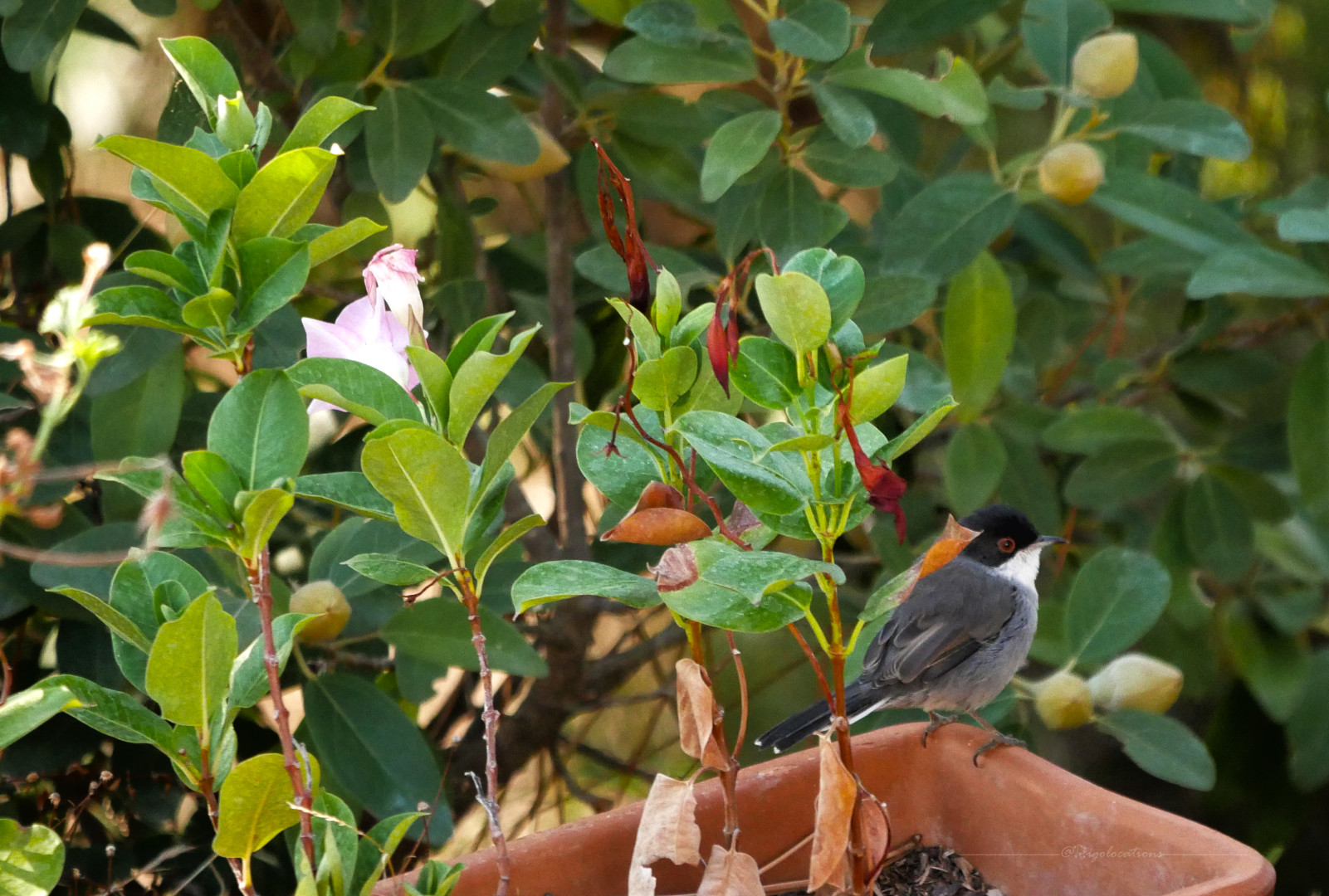 Photo d'un petit oiseau au ventre gris clair, aux dos et aux ailes gris foncé, à la gorge blanche et au reste de la tête noir avec un cercle rouge autour de l'œil. L'oiseau, vu de profil, est perché sur le rebord  droit d'un pot rectangulaire en terre cuite. Il est entouré de végétation verdoyante qui contraste bien avec la couleur orange du pot.