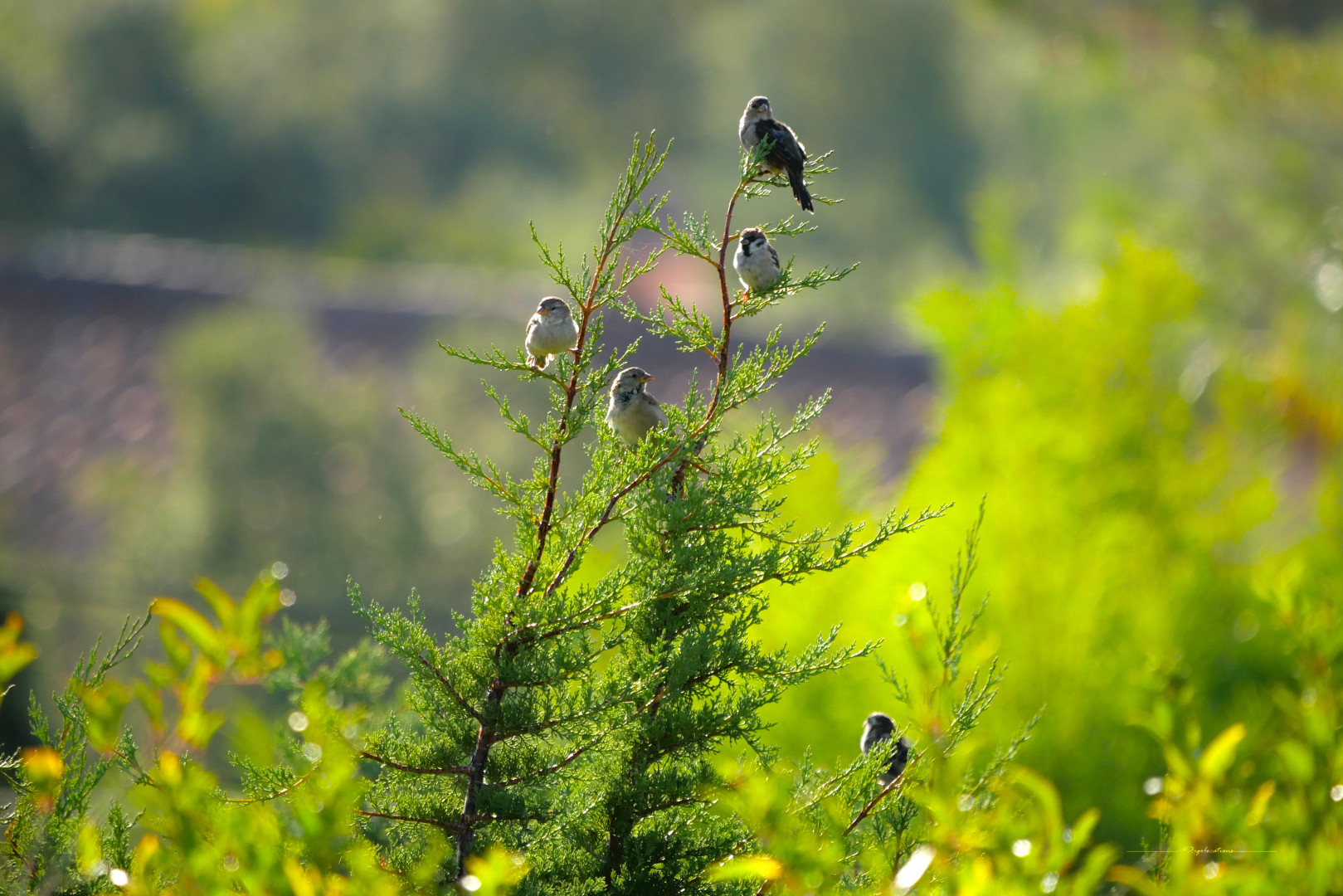 deux cimes de thuya sur lesquelles sont posés quatre moineaux domestiques, un mâle et trois femelles. On voit un cinquième moineau flou un peu plus bas sur la droite. Les oiseaux sont éclairés dans le dos par les rayons du soleil levant, qui illumine leurs plumes ainsi que la végétation environnante. On voit un toit de tuiles roses très flou dans le fond. La photo est contrastée et lumineuse, avec une dominante vert tendre.
